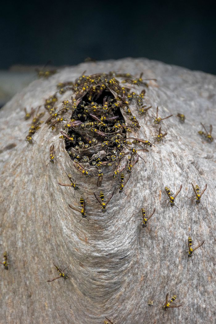 gallery-4 Vibrant close-up of wasps on a nest in Bagua Grande, Perú.