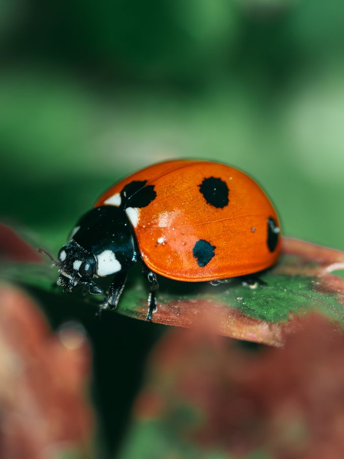 gallery-3 Vibrant ladybug with red and black spots on a lush green leaf.