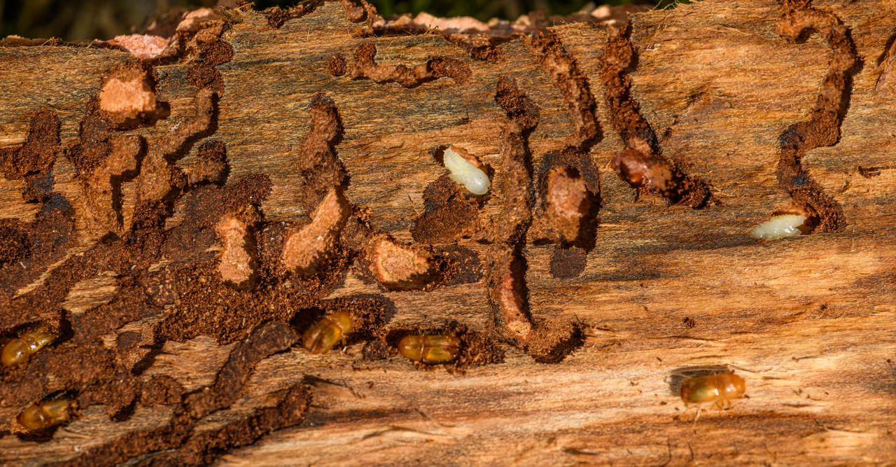 hero-img-01 Detailed close-up of tree bark showing woodworm infestation and damage.