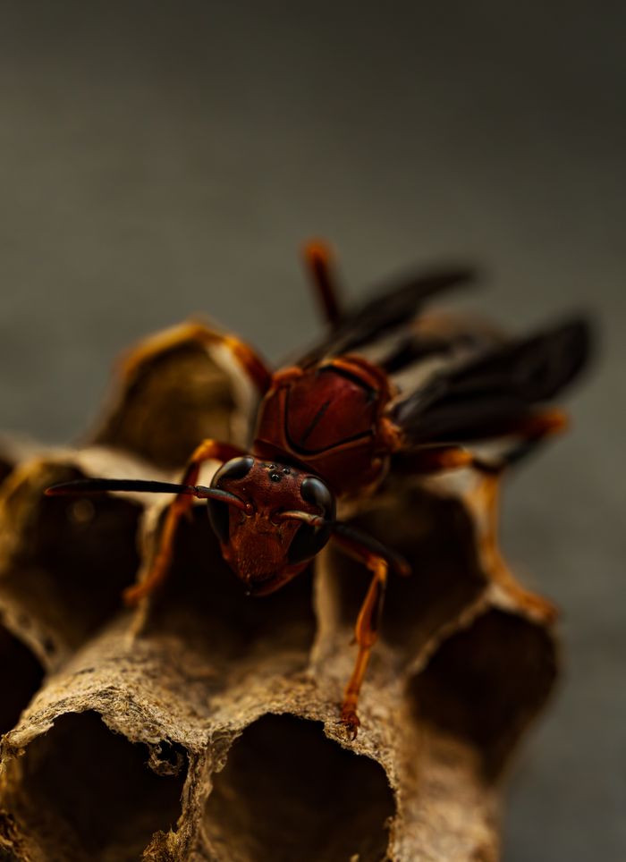 gallery-5 Macro photograph of a wasp perched on its nest, showcasing detailed textures and natural colors.