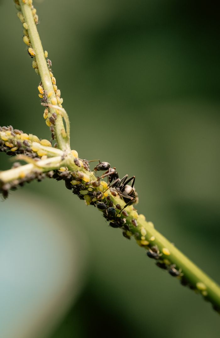 services-02 Close-up of ants tending to aphids on a plant stem, highlighting natural symbiosis and insect behavior.