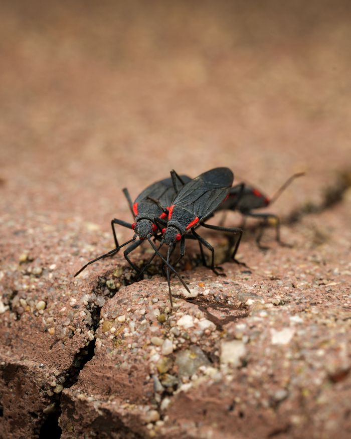 why-choose-us Detailed macro shot of two Boxelder bugs on a brick surface showcasing their distinct black and red pattern.