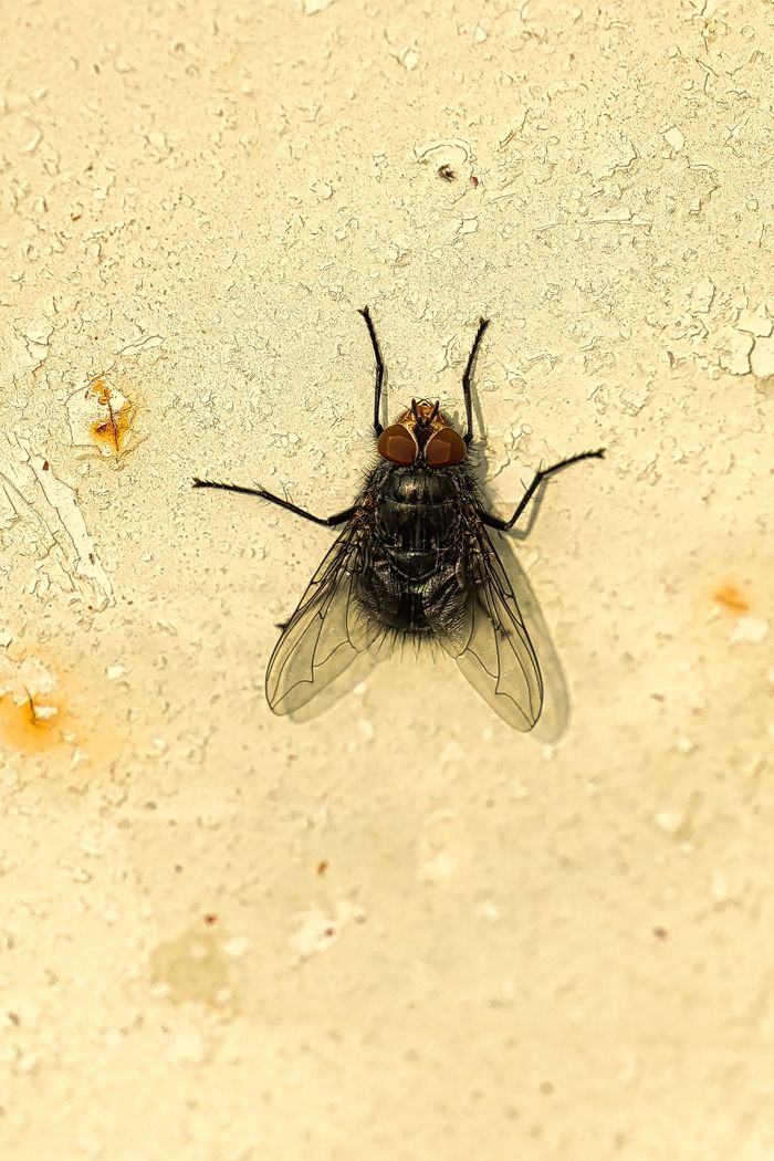 gallery-2 Detailed image of a housefly on a textured wall, showcasing its features.