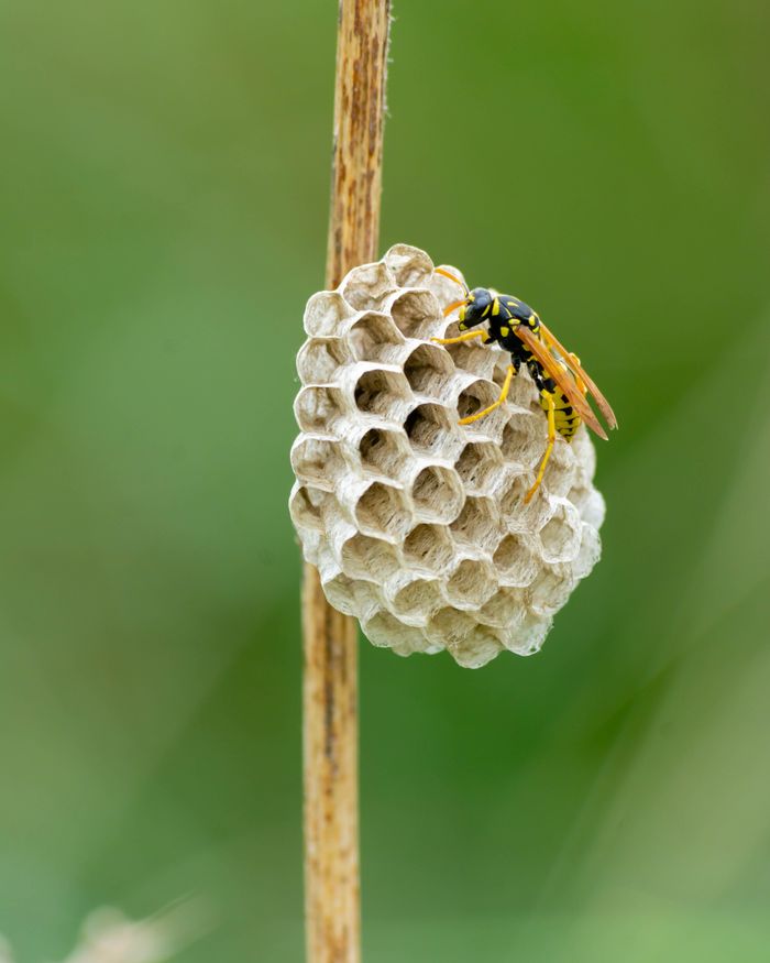 gallery-6 A European paper wasp tending to its nest on a branch outdoors.
