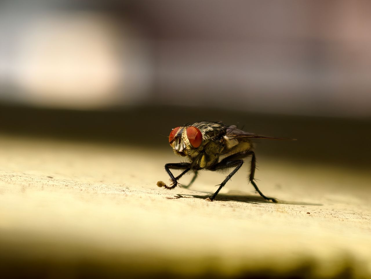 services-01 Detailed macro shot of a housefly with sharp focus on its distinctive features.