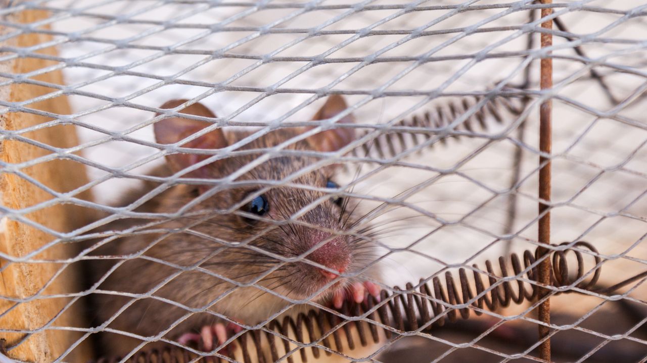 about-01 A close-up shot of a rat peeking through a wire cage, capturing its curious expression.
