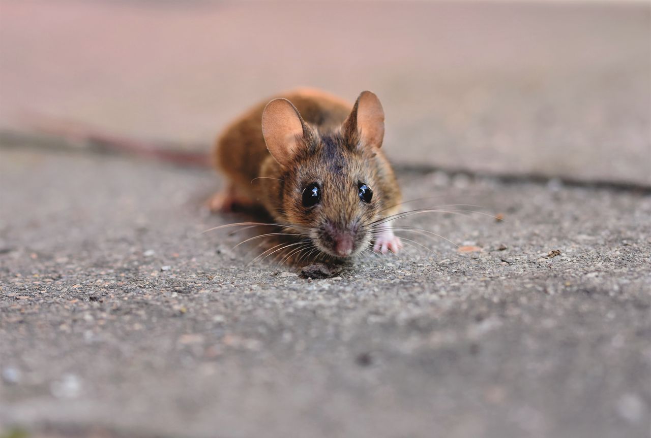 gallery-1 A detailed close-up of a small mouse showcasing its whiskers on a textured concrete surface.