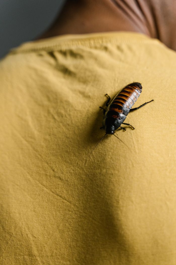 services-03 A Madagascar hissing cockroach crawling on a yellow shirt, showcasing insect's details and texture.